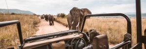 TourSA Elephants